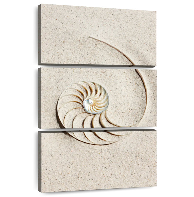 Brampt Nautilus Shell In Sand, 45" H x 28" W