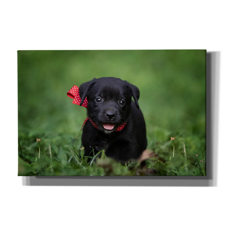 Black Lab Pup 10 par Jonathan Ross, H 12 po x l 18 po x P 0,75 po
