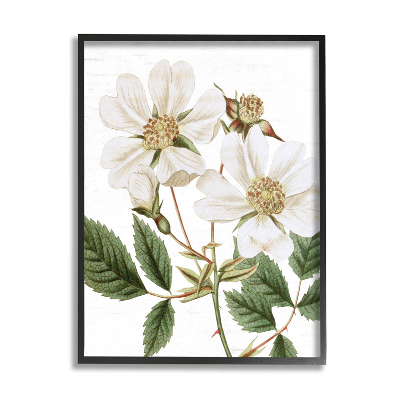 «White Rose of York Vintage Flower», reproduction botanique encadrée sur blanc, art texturé par lettres et lignes