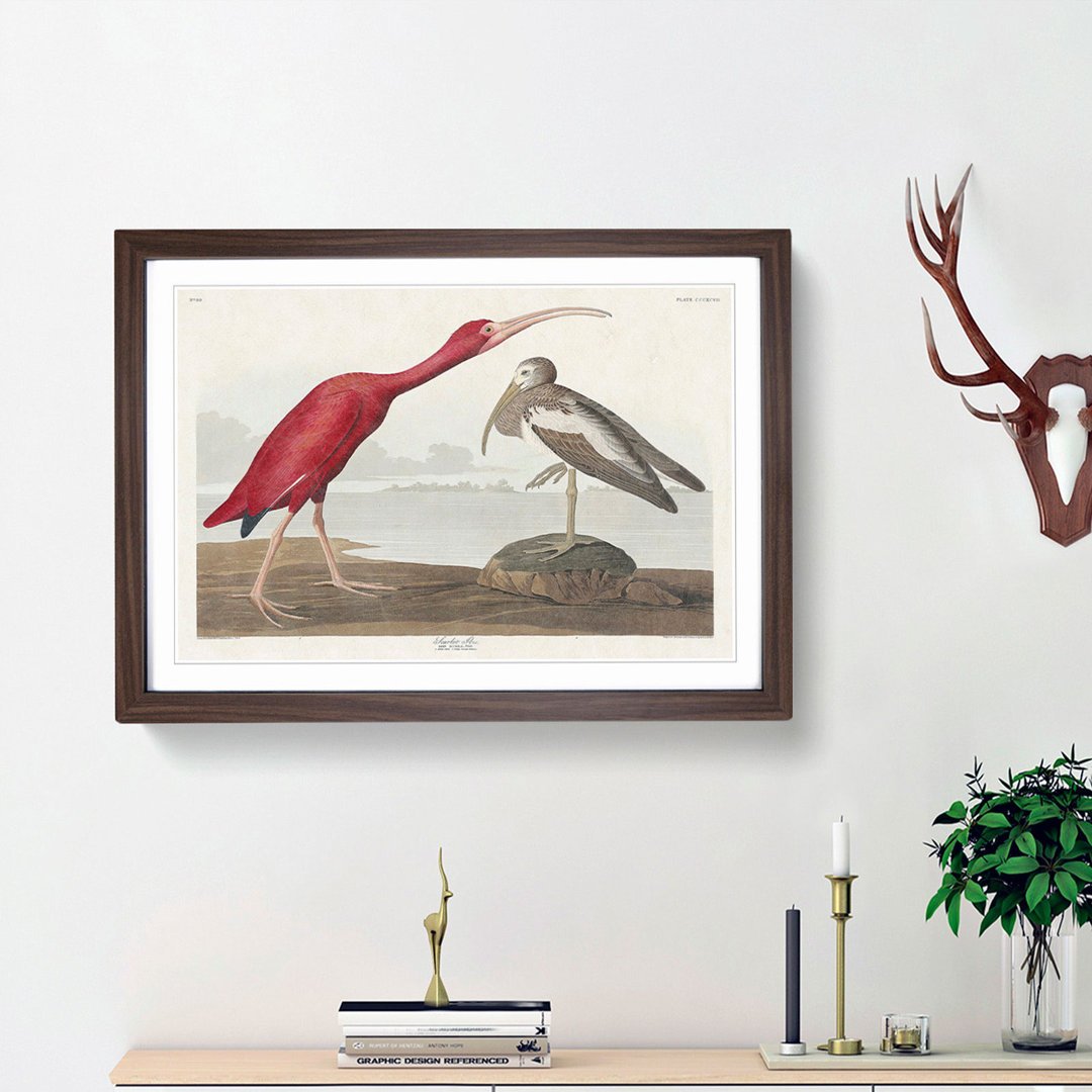 Scarlet Ibis Bird by John Audubon - Picture Frame Painting Print