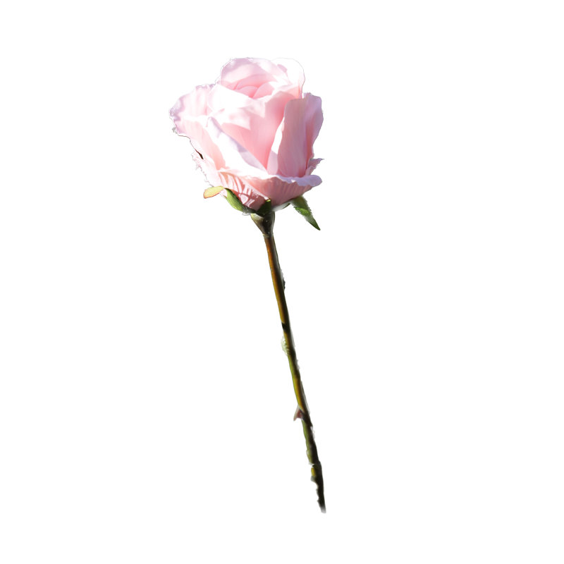 Large bud Rose, Blush Pink