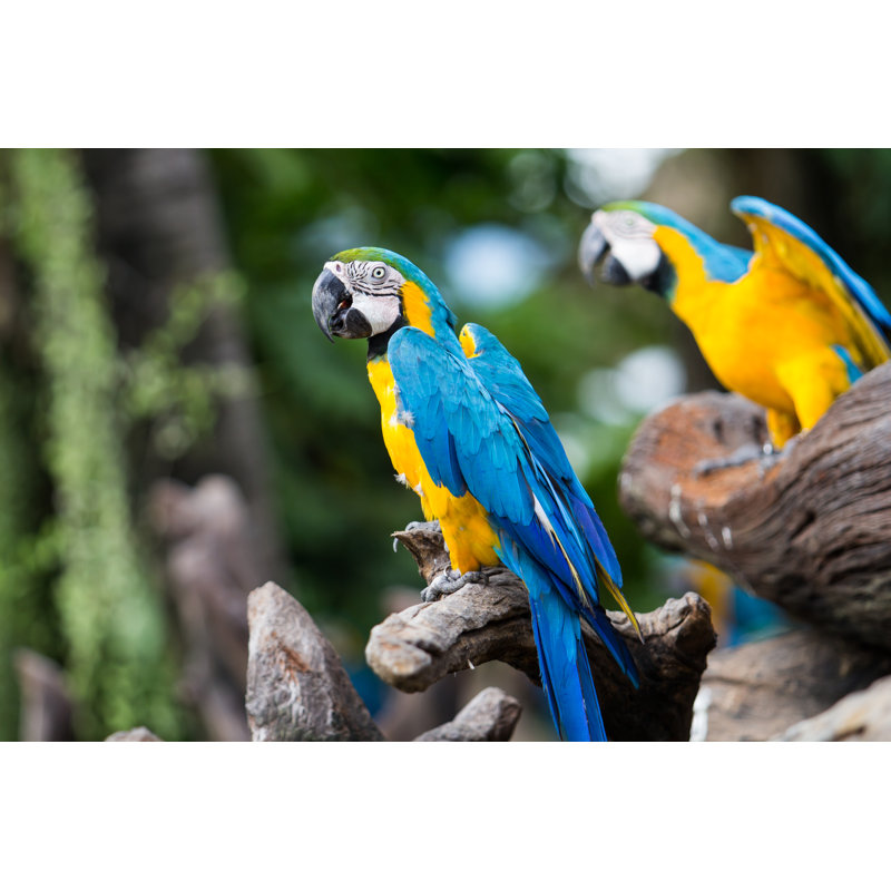 Levander Blue-And-Yellow Macaw - Wrapped Canvas Print, 81cm H x 122cm W x 3.8cm D