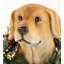 Labrador Figurine with Removable Holiday Wreath