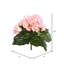 Bégonia artificiel-845093245