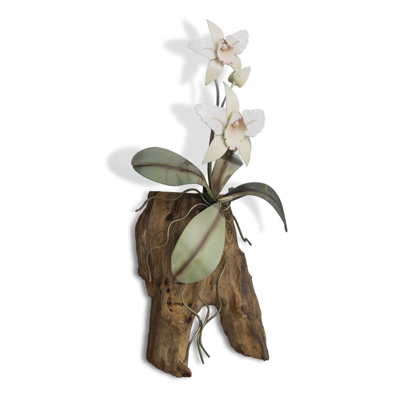Orchidée blanche Cattelya