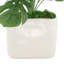 Split Leaf Philo Arrangement in a Ceramic Pot
