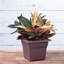 Pot à fleurs en plastique Kayenta-1896747698-1896747699