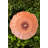 Maria Flor Dessert Plate Hollyhock