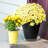Weather Resistant Saucer Plant Stand