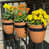 Terracotta selected