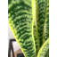 Fausse plante dracéna en pot Rummond-49421112-49421113