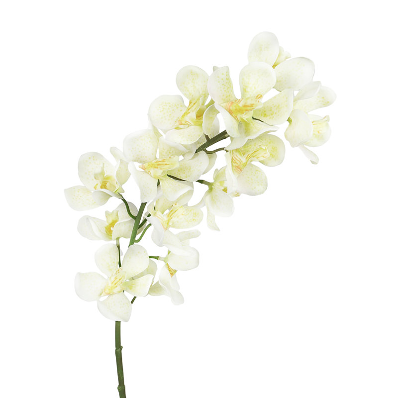 Orchid Arrangement, Cream