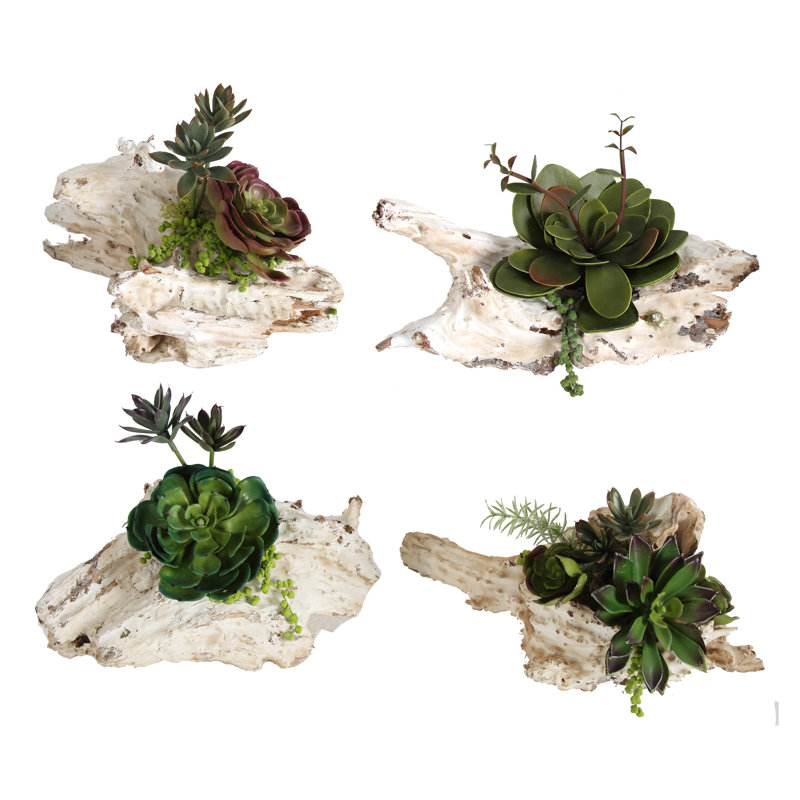 Ensemble de 4 plantes succulentes pour bureau