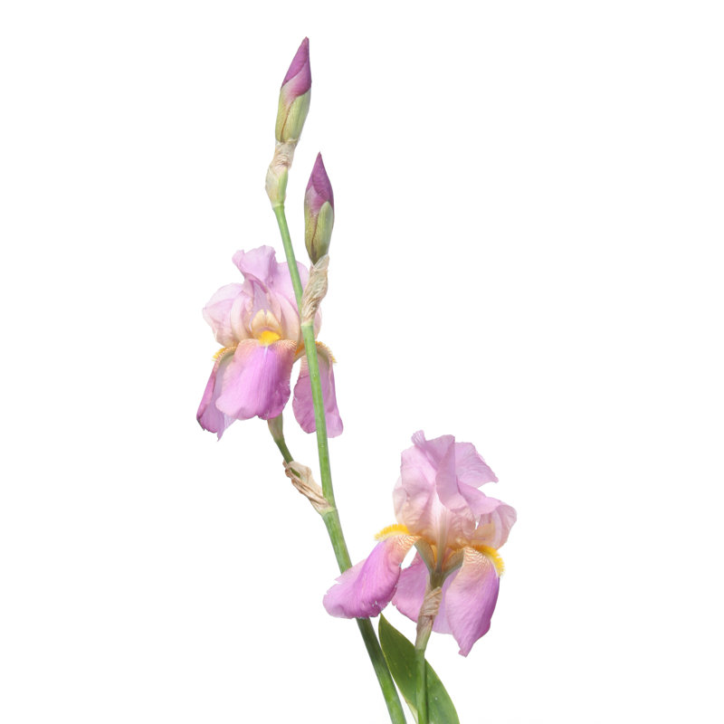 «Iris Style» par Valerie Loiseleux, H 12 po x l 8 po
