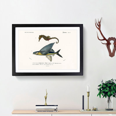 Seahorse & Flying Fish by Charles d' Orbigny - Picture Frame Painting Print