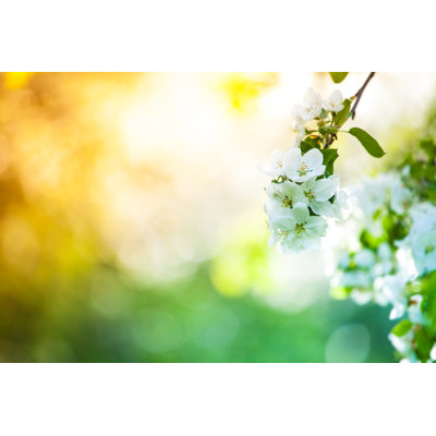 Spring Orchard by Konradlew