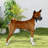 Dog Muzzle, Soft Breathable Dog Muzzle, Dog Muzzle Preventing Chewing and Biting-130010312