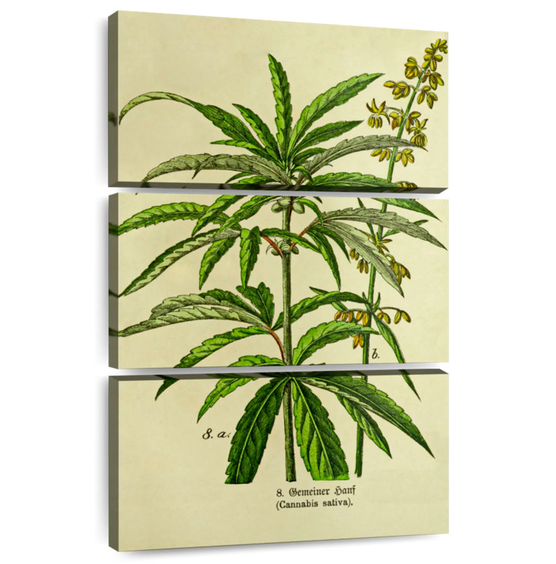 Senne Victorian Style Cannabis