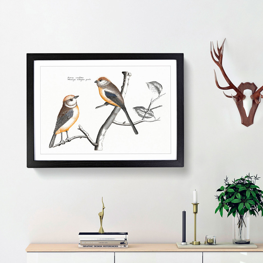 Tail Tit Birds by Johan Teyler - Framed Print