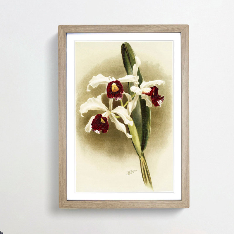 Magnolia Flowers Illustration Tab. 25 by Frederick Sander - Picture Frame Painting Print, 91cm H x 60cm W x 2cm D, Oak