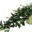 13'' Faux Ruscus Plant in Ceramic Pot