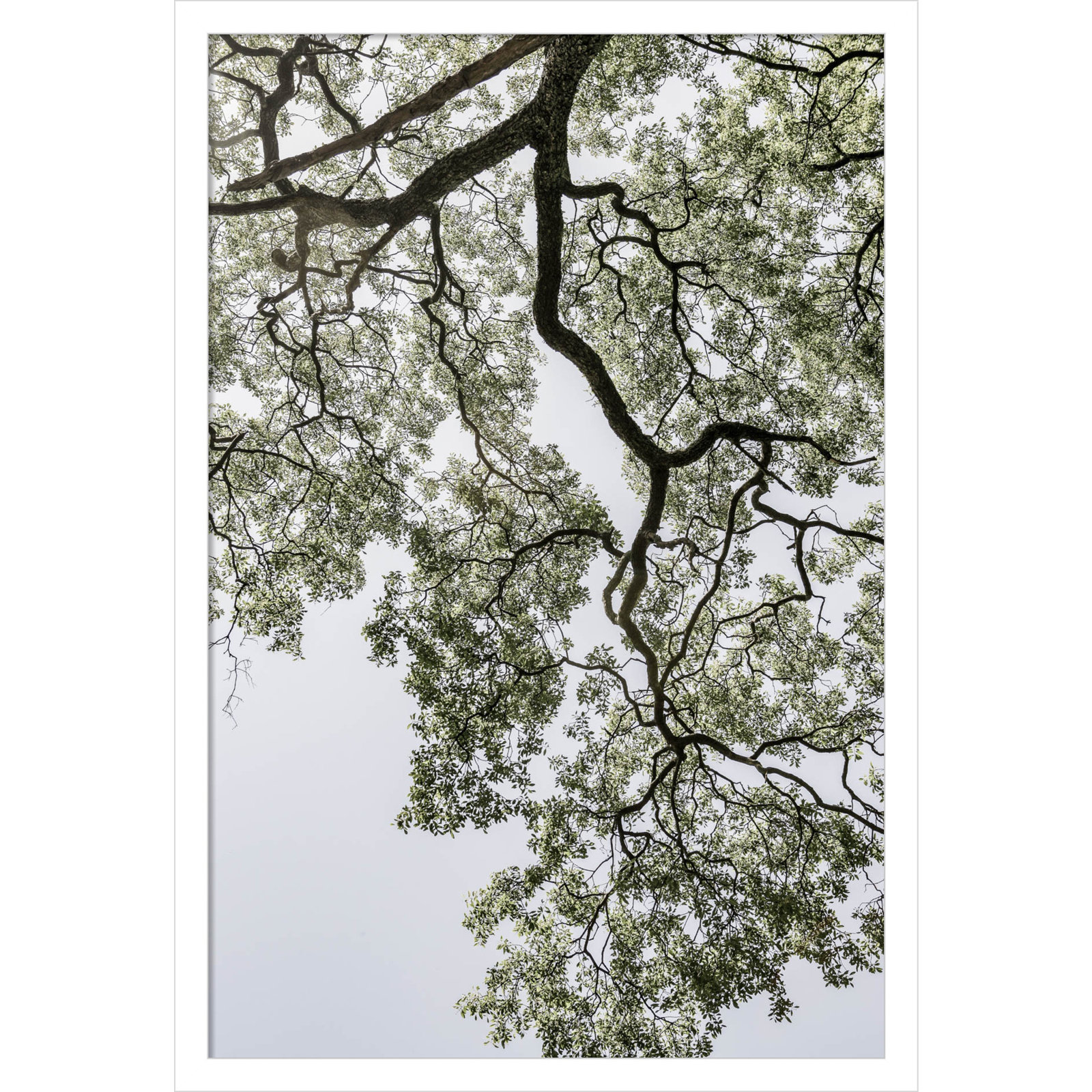Pleasantville "Coastal Forest" Print, White, 25" H x 17" W