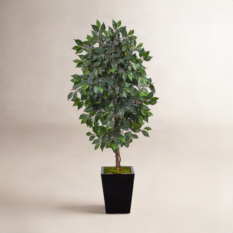 Faux Ficus Tree in Clay Planter, 60" H x 21" W x 19" D, Black