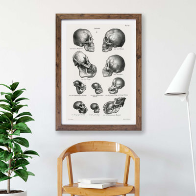 Human, Monkey & Ape Skulls - Framed Print