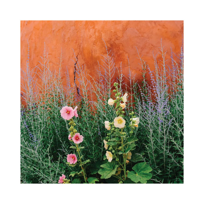 «Santa Fe Flowers» par Bethany Young - photographie sur toile tendue, H 12 po x l 12 po x P 0,75 po