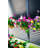 Petunia Hanging Basket Arrangement in Basket