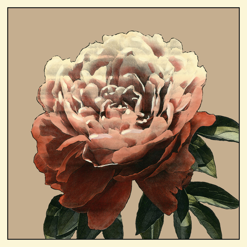Heirloom Rose II by Pieter Cramer - Wrapped Canvas Print, 76cm H x 76cm W 