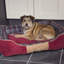 Highland Polyester Pet Bed-1641101580-1641101581