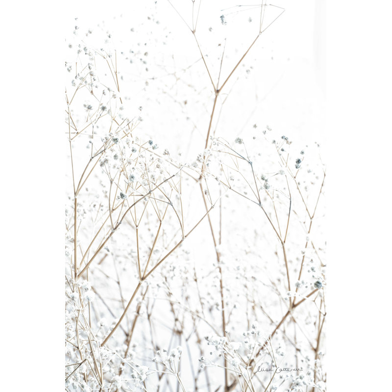 Gypsophile, H 18 po x l 12 po, Non, Toile tendue