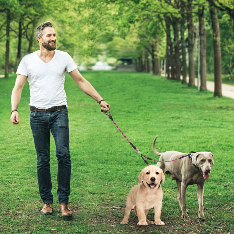 Dogs Walking Leash