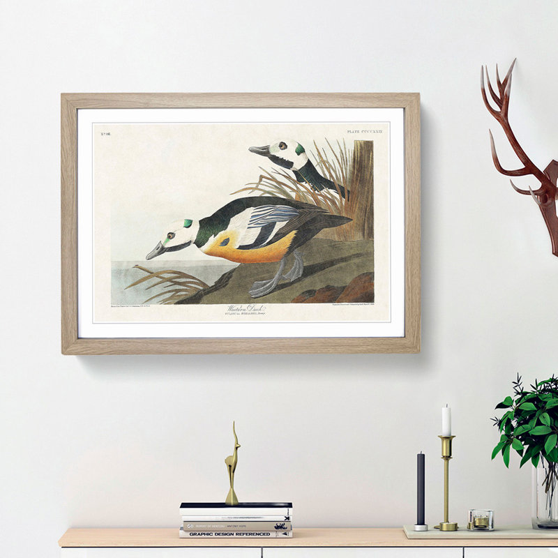 Western Ducks by John James Audubon - Picture Frame Painting Print, Oak Framed, 36cm H x 48cm W x 2cm D