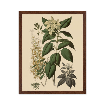 White Jasmine