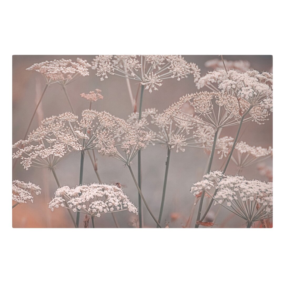 Leinwandbild Wild Umbels