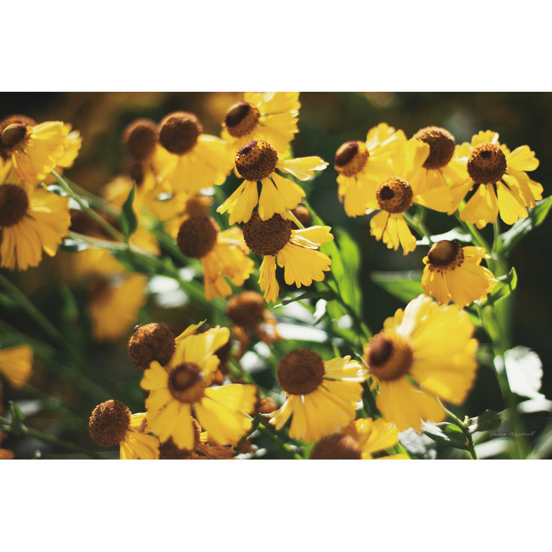 Fleurs d'automne II, H 20 po x l 30 po, Non, Cadre flottant noyer