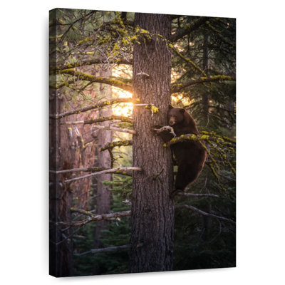 Brampt Bear On A Tree