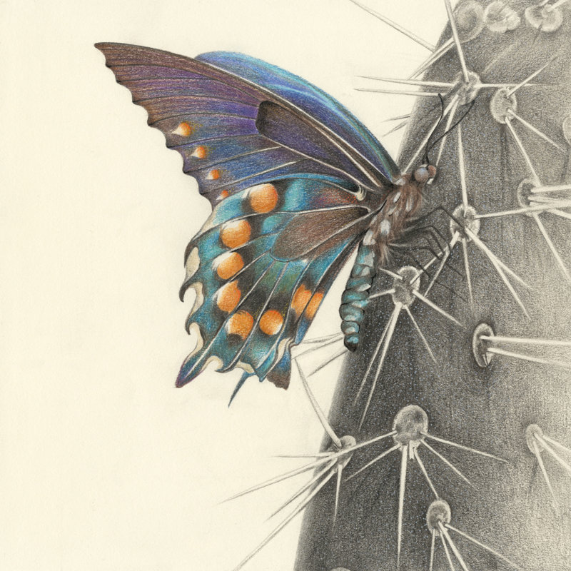 Majestic Butterfly I by Lily Liama - Wrapped Canvas Painting, 51cm H x 51cm W