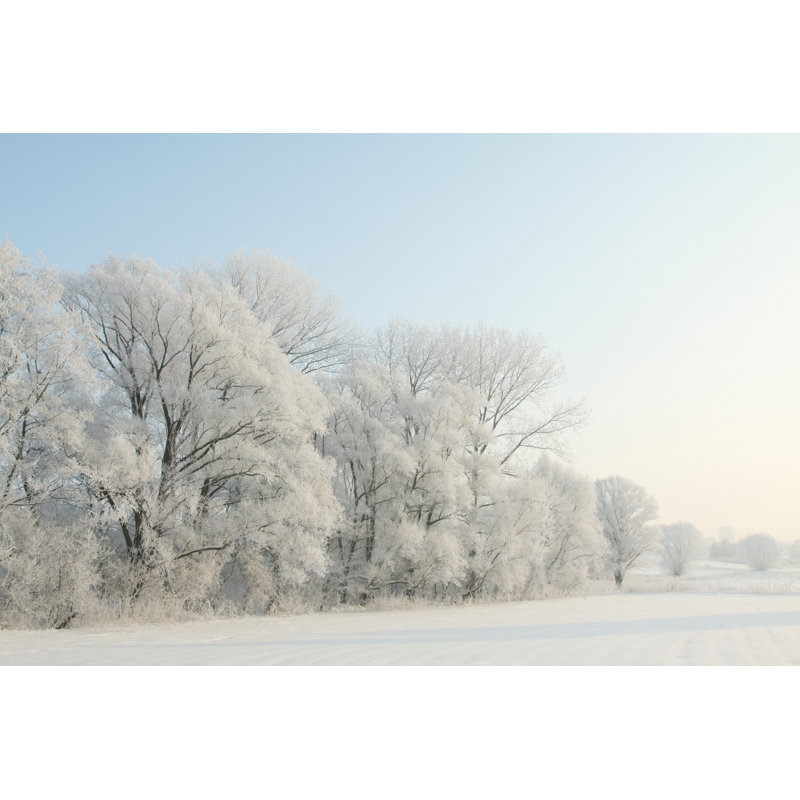 Frosty Trees - Wrapped Canvas Print, 30cm H x 46cm W x 3.8cm D