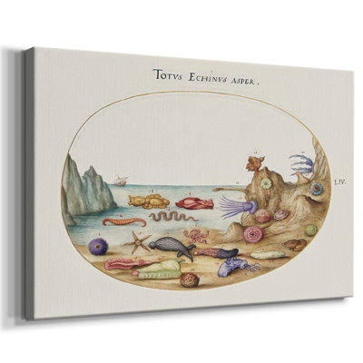 Hoefnagel Sea Vignettes I -Gallery Wraraped Cavas