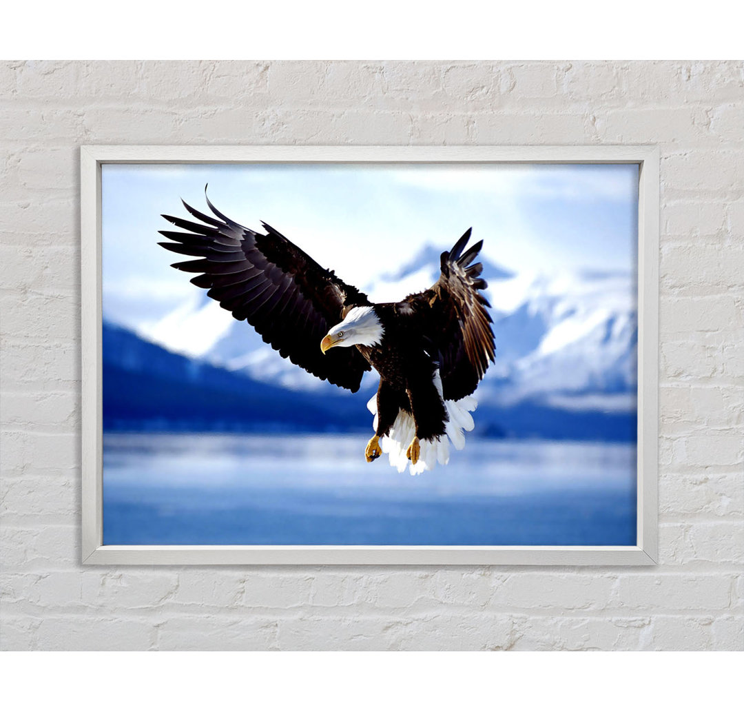 Weißkopfseeadler im Flug Alaska - Einzelbildrahmen Kunstdrucke auf Leinwand