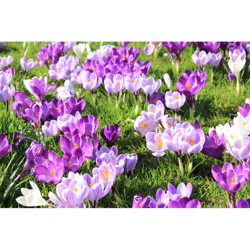 Crocuses On A Field by Studioportosabbia - Wrapped Canvas Print, 30cm H x 46cm W x 3.8cm D