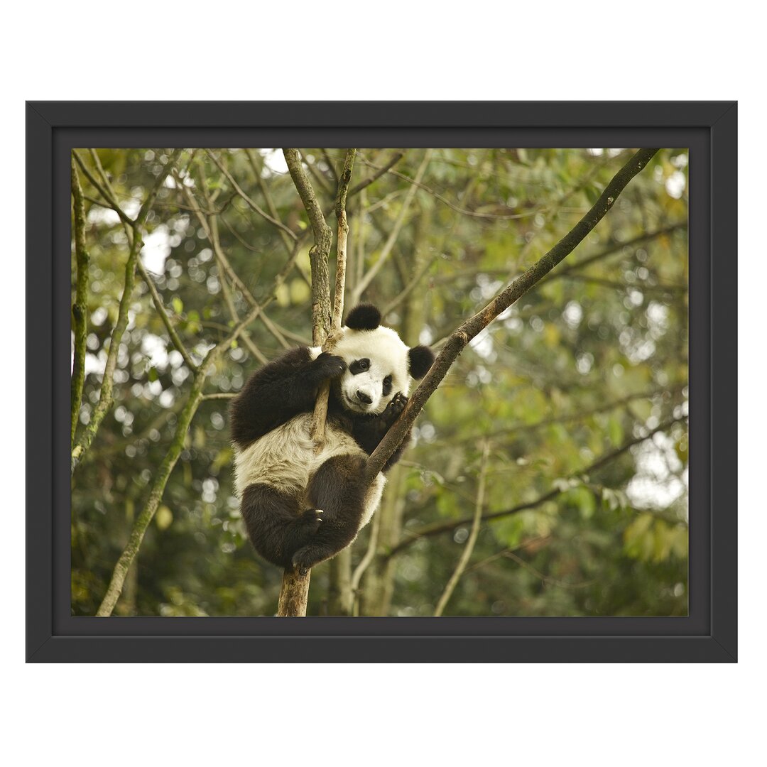 Gerahmtes Wandbild niedlicher Pandabär auf Baum