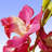 25" Purple/Pink Orchid Flowers