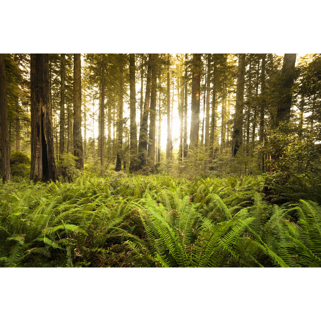 Redwood Trail In Forest von Pgiam - Druck auf Leinwand ohne Rahmen