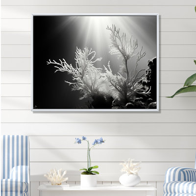 " Black And White Underwater Silent Flow "