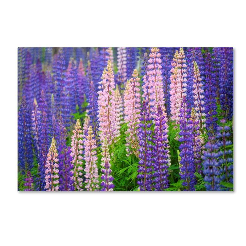 « lupine fleurs », reproduction de photo sur toile tendue, H 12 po x l 19 po