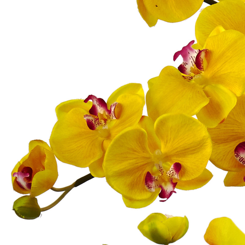 Arrangements floraux Candice Orchids en pot, Jaune